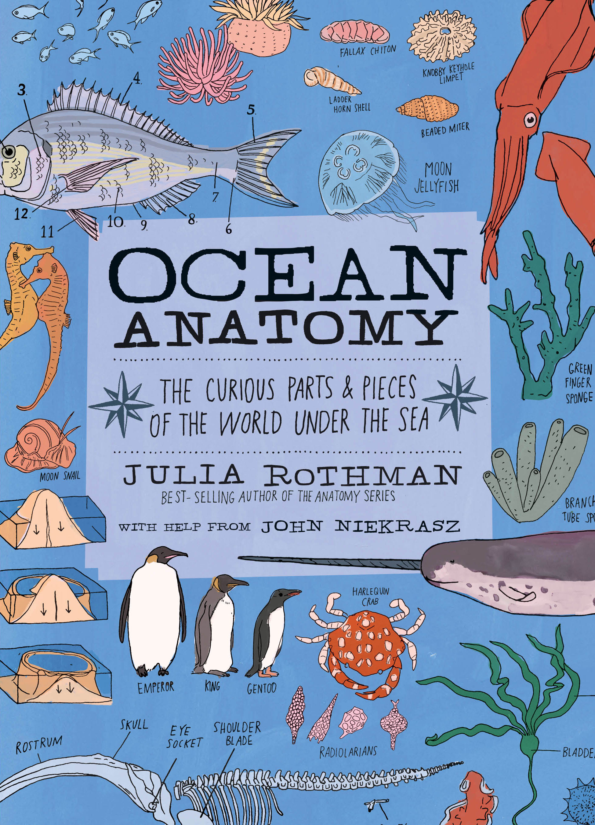 Ocean Anatomy by Julia Rothman PDF Download